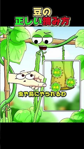 豆の正しい摘み方