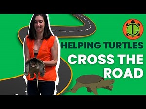 How to Help Turtles Cross the Road!