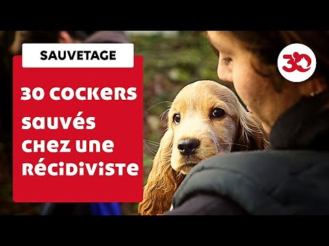 30 cockers sauvés chez une éleveuse multirécidiviste