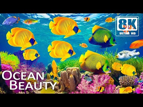 Aquarium Symphony 8K | Graceful Clownfish, Angelfish & Ambient Ocean Sounds for Deep Relaxation ✨🐠