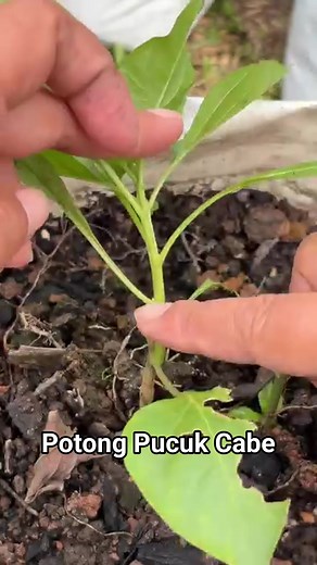 Potong Pucuk Cabe | Cabe Rawit Pontianak