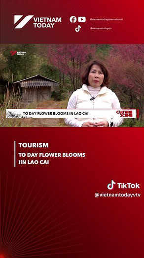 Explore the Beauty of Tớ Dày Flowers in Mù Cang Chải