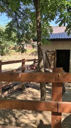 Donkey laugh 😂 #funny #donkey #laugh