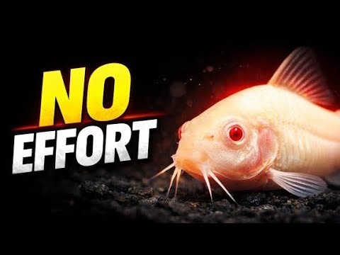 5 Easy Aquarium Fish To Breed (And Sell)