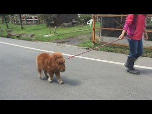 The popular foal "Broad Bean" looks just like a stuffed animal!