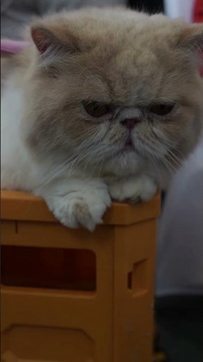 Le tempérament profond du chat persan
