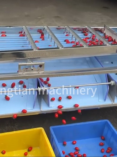 Innovative Fruit Sorting Equipment for Efficient Fruit Processing