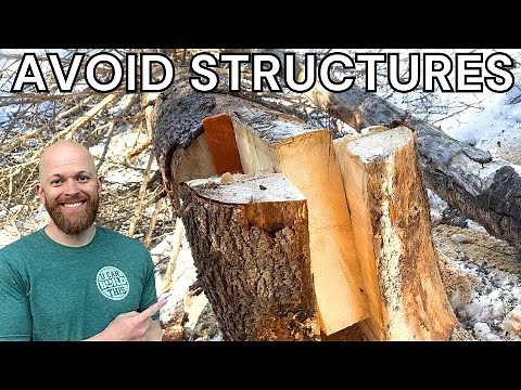 How to cut down a tree and not hit anything around it | Key Notch Method