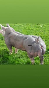 PIETRAIN: La raza que cambió el rumbo del engorde porcino 💪🔥 Cuando hablamos de carne magra, potencia y rendimiento en canal, hay un nombre que siempre resalta: Pietrain. Esta raza, originaria de Bélgica, nació en la pequeña localidad de Piétrain, y desde entonces se ha convertido en una referencia mundial cuando se busca musculatura extrema y bajo contenido graso. ⸻ 💪 Fenotipo que impone respeto El Pietrain es fácil de reconocer: cuerpo compacto, dorso ancho, lomo lleno, piernas musculosas y