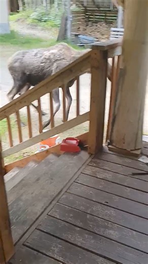 You know me and my exercise/sauna regiment. When I am home it is a daily occurance. It's how I keep my girlish figure. Well, I was just on my way outside when I caught this lady messing with my cooler. Yes, it is clean and in front of my porch. Moose aren't trash pickers for the most part, but anyway, you sometimes forget that large and sometimes ill-tempered mammals live here, and they can be on your doorstep. If you wanted to know, Stan had no idea. He fails as a watch dog sometimes. A thousan
