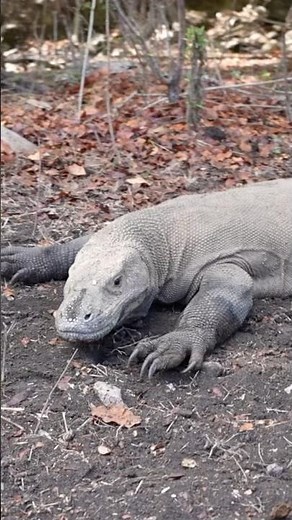 Stalked By Komodo Dragons! 🤯