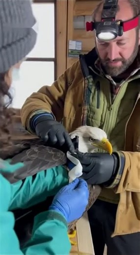 Rescue Team Found Injured Eagle… What They Did Next ❤️#BaldEagleRescue#EagleRescue#SaveWildlife