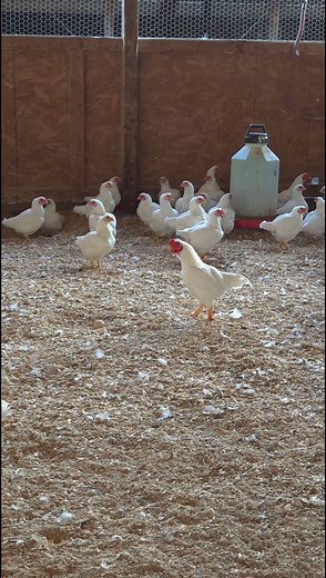 9.8K views · 242 reactions | White Cornish Bantam pullets and...