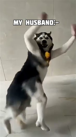 Its a baby girl🩷🧿Husky dance ✌🏻Trending video #husky #dog #dance #ichi #trending #ashna #rahul