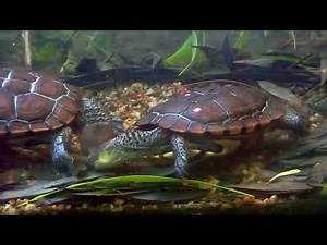 Western Swamp Tortoises foraging for and feeding on worms