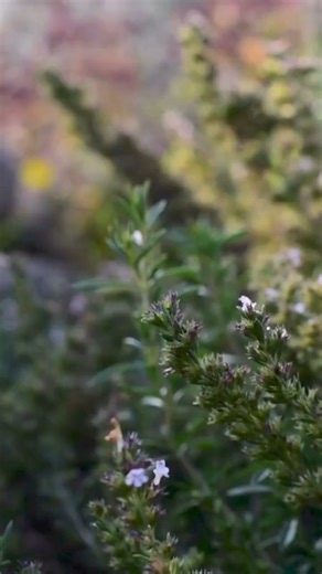 1K views · 40 reactions | Savory is known as the "bean herb"...