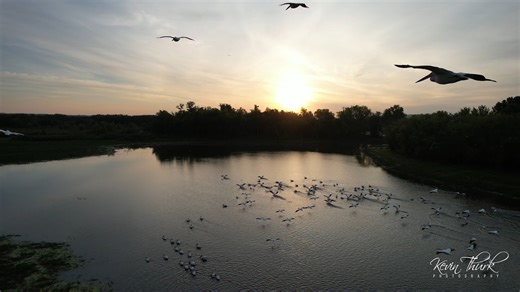 It's that time of year! The fall migration will be starting soon. Here is last year's white pelican migration. I know the video is long but if you stay until the end you can see them working together to feed in intricate patterns. #nature #fyp #wildlife #migration | Kevin Thurk Photography