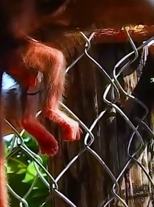 Poor newborn baby no milk after born a few hours ago | Monkey Video