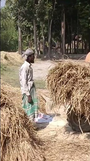 Threshing crops||#shorts