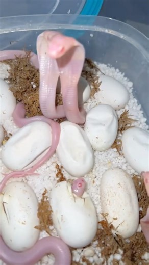 These are python eggs, not bread.