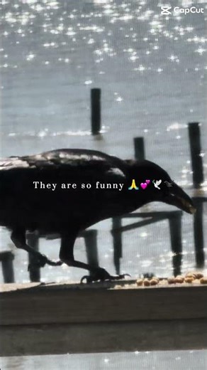 The crows woke me up at 6:30 this morning! 🐦‍⬛😂