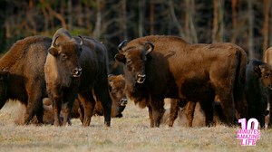 A bison herd gathered quietly