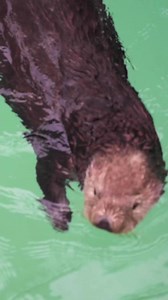 Happy Birthday Abby! This 15-year-old rescued Southern Sea Otter is otterly adorable. Come by Otter Outlook and celebrate her special day. | SeaWorld San Diego