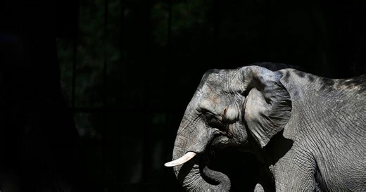 African elephant Pupy arrives in Brazilian sanctuary after 30 years in Buenos Aires zoo | Africanews