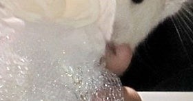 Video From The NYC Fancy Rat Convention