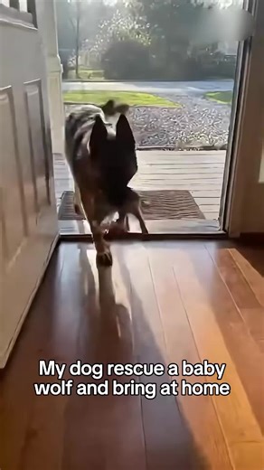 Video di 💙Oscar.il.gatto💙 (@oscar.il.gatto) con Unchained Melody - Mantovani & His Orchestra