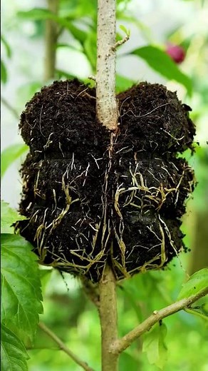 An excellent and simple method of propagating hibiscus tree by air layering