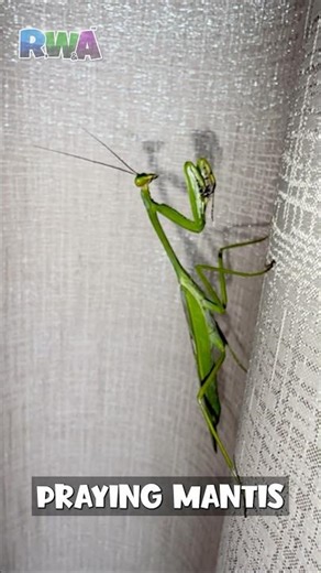 🥋Beware the Mantis! 😱