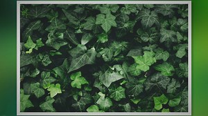 English Ivy Care Essentials: Boost Your Plants Health