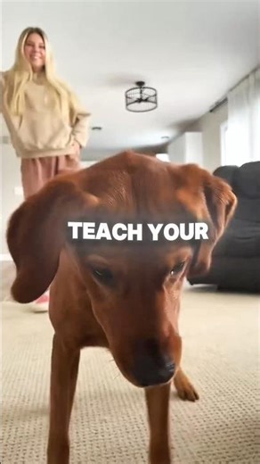 NEVER teach your dog to DANCE 😲😱