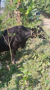 Cow farming in America