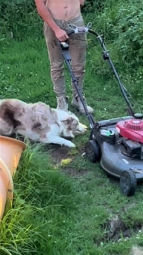 Understanding Border Collie Behavior and Training Tips