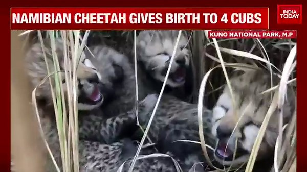 Namibian cheetah gives birth to 4 cubs at Madhya Pradesh's Kuno National Park