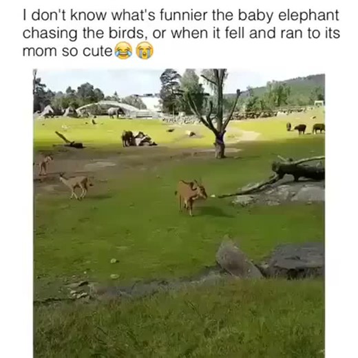 WT Fails Daily on Instagram: "Watching this baby elephant has been quite the experience. The way it initially approached the birds, seemingly with playful intent, was a sight to behold. It then took a small tumble, an unexpected moment that quickly shifted its focus. What followed was a remarkable display of instinct, as it promptly made its way back to its mother for reassurance. This interaction underscores the strong bonds within elephant families and the immediate need for comfort after a mi