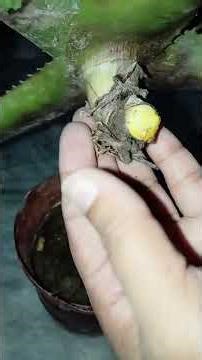 How to grow aloe maculata plant #love #greenlove #unfrezzmyaccount #indoorplants #plantssparkjoy🌱🌱🌱