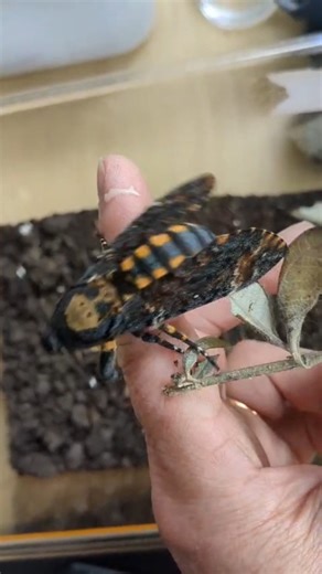 4K views · 104 reactions | Death's head hawk-moth #Alderney | ALDERNEY WILDLIFE TRUST | Facebook