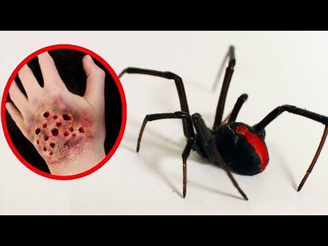 7 Arañas Mas Venenosas Del Mundo