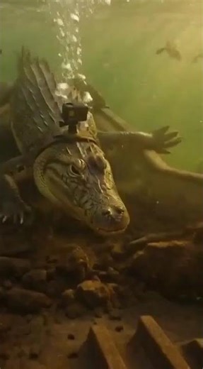 Crocodile GoPro in the Nile Reveals a Hidden Ancient Chamber 🐊