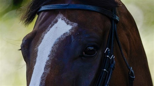 Equine Infectious Anemia reported in Musselshell County