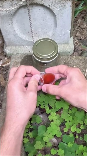 Capturing a Giant Hornet