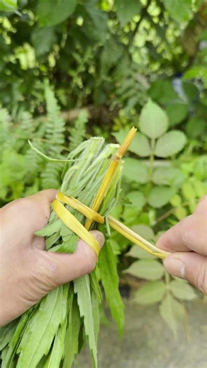 Demo of Traditional Plant Bundling Method