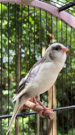 The Best Canary Sounds!! Canary Training