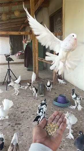 The Insane World of Fancy Pigeons