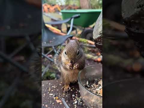 #Douglas #squirrel #tick #removal