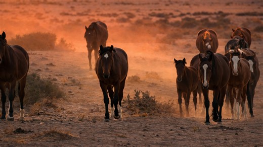 Dramatic view of horses walking through sunset dust