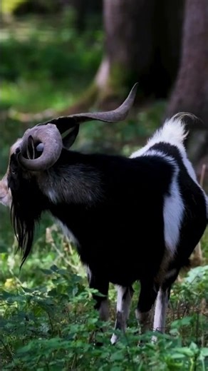 Goat Sound 🐐 | Real Farm Animal #goatsound #farmanimals